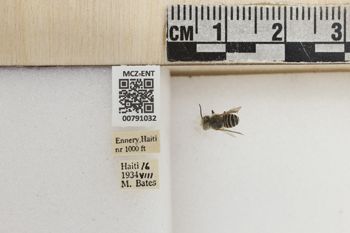 Media type: image;   Entomology 791032 Aspect: Labels
